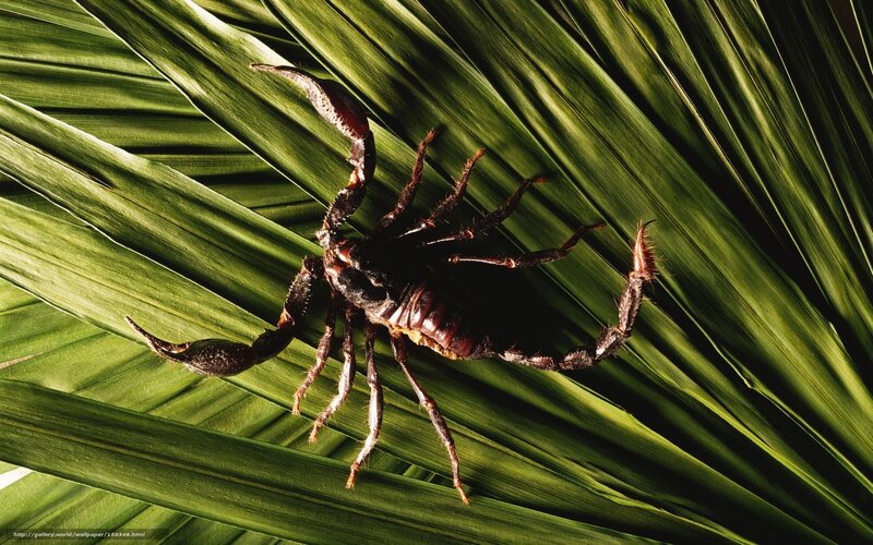 Scorpion on Green Leaf — Dramatic, Photograph