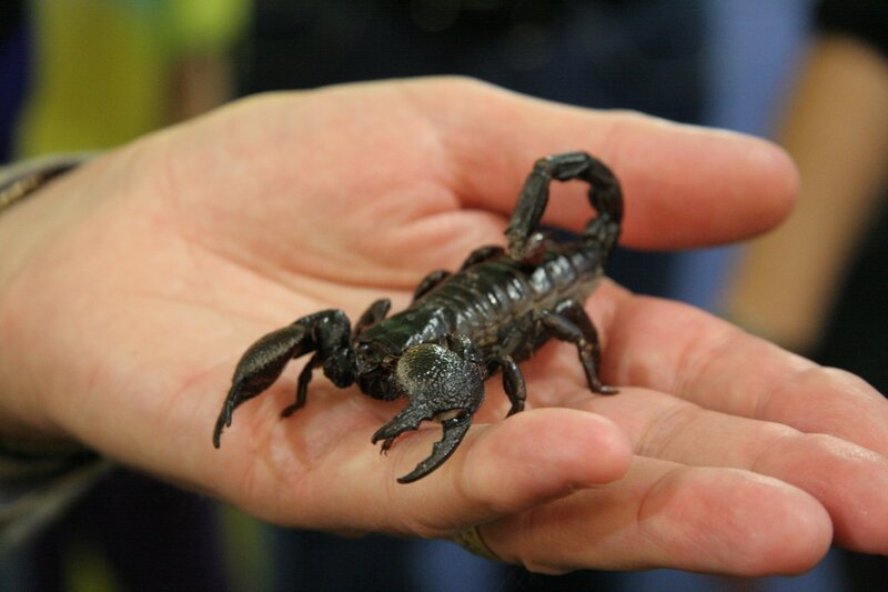 Scorpion on Hand