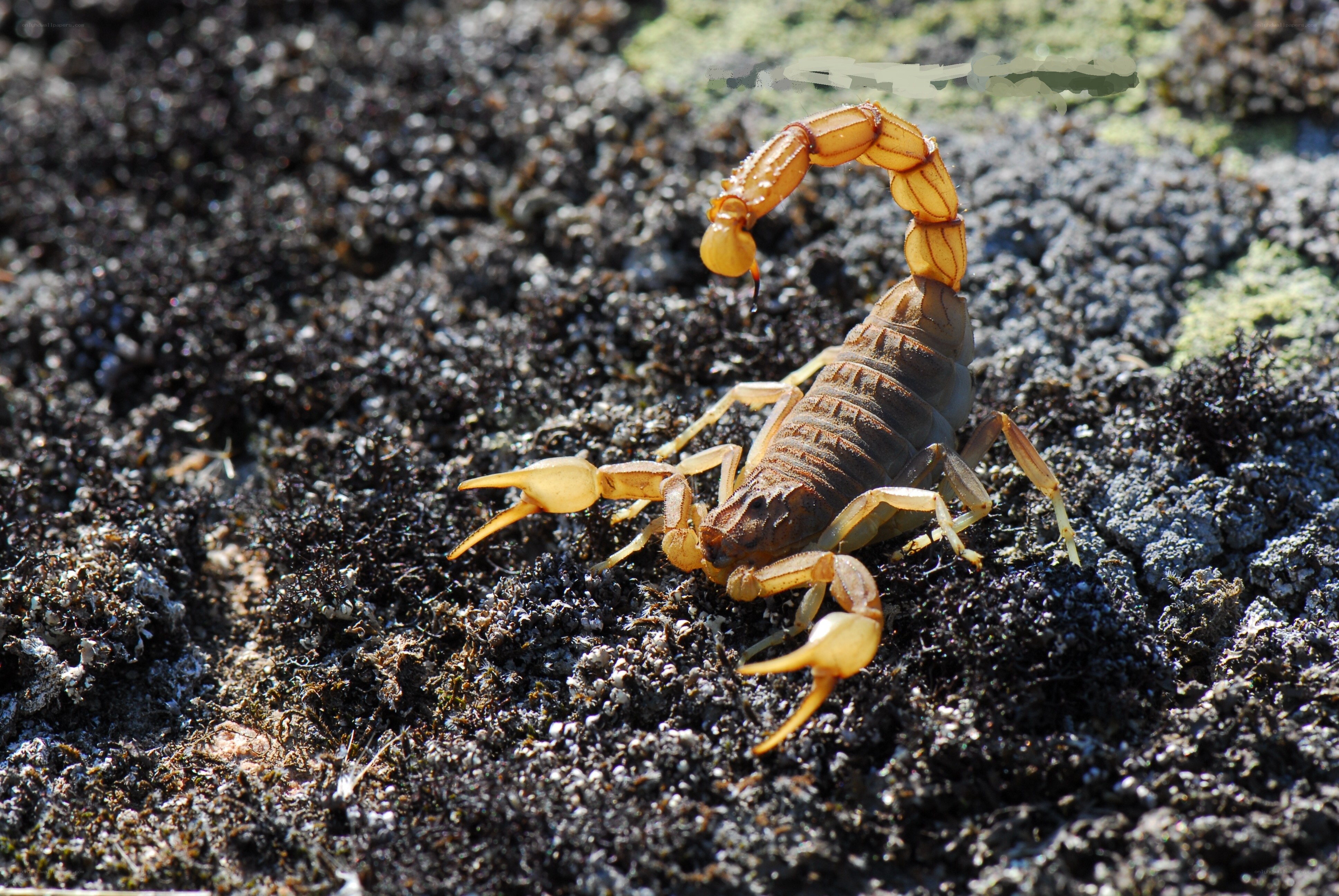 scorpion on rocky ground