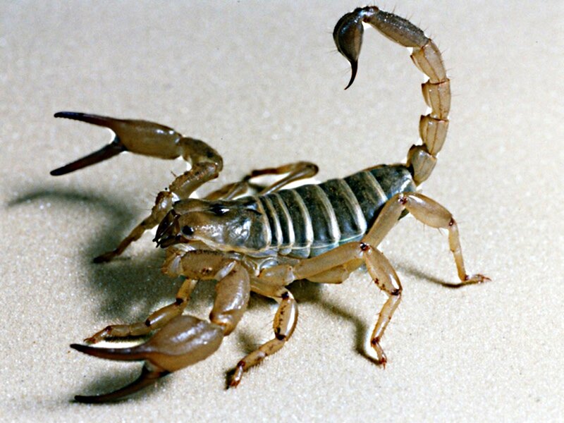 Scorpion on Sand — Brown