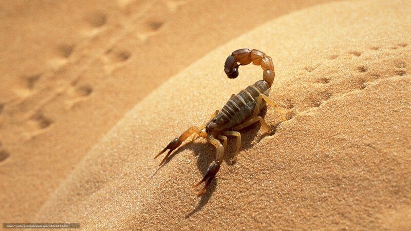 Scorpion on Sand Dune — Brown, Arid