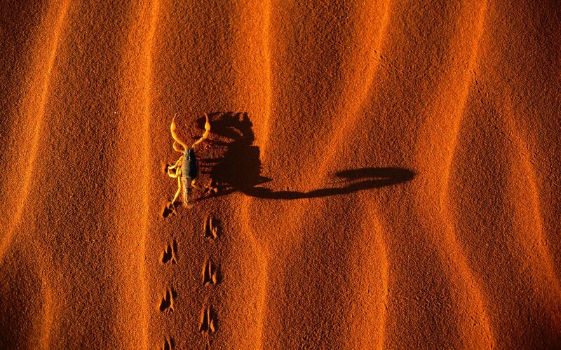 Scorpion on Sand Dune — Orange, Dramatic, Sunset, Photograph, Sand Dunes
