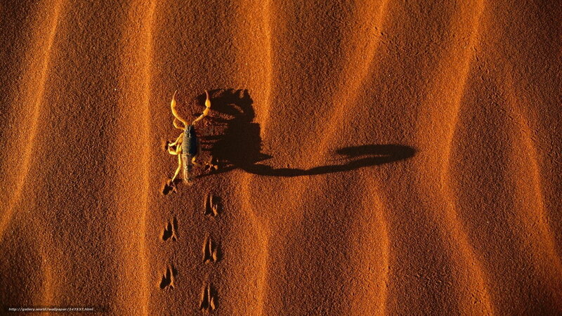 Scorpion on Sand Dune — Orange, Dramatic, Sunset, Photograph