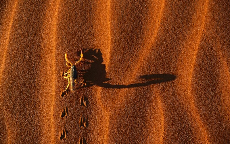 Scorpion on Sand Dune — Orange, Dramatic, Sunset