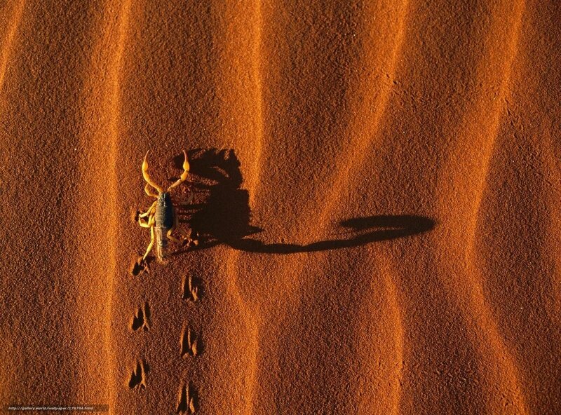Scorpion on Sand Dune — Orange, Dramatic