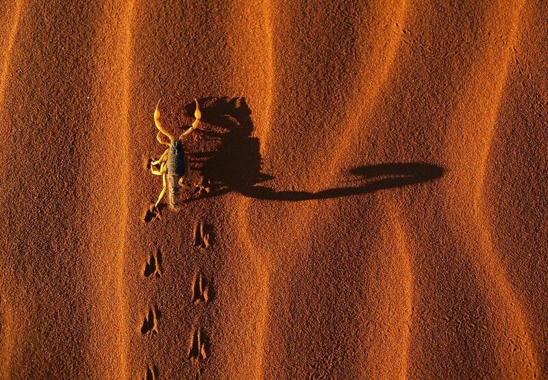 Scorpion on Sand Dune