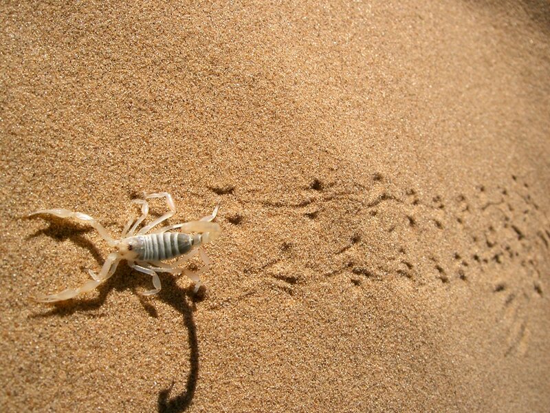 Scorpion on Sand