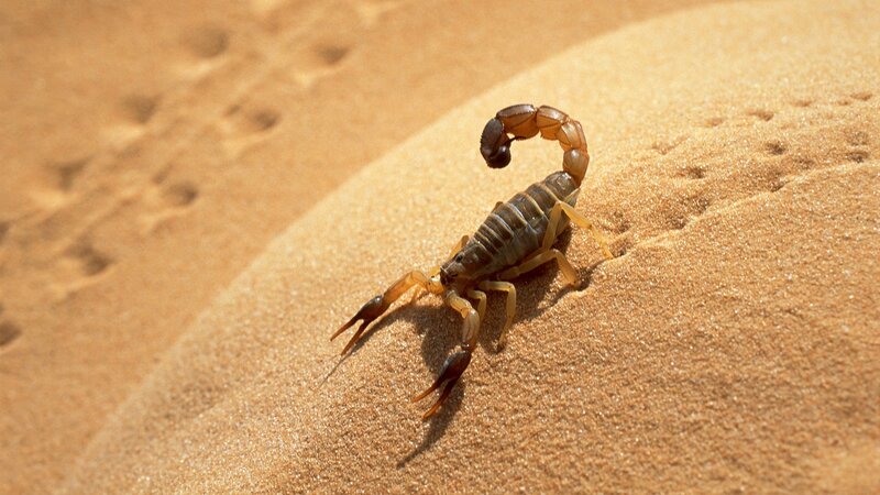 scorpion on sandy dune