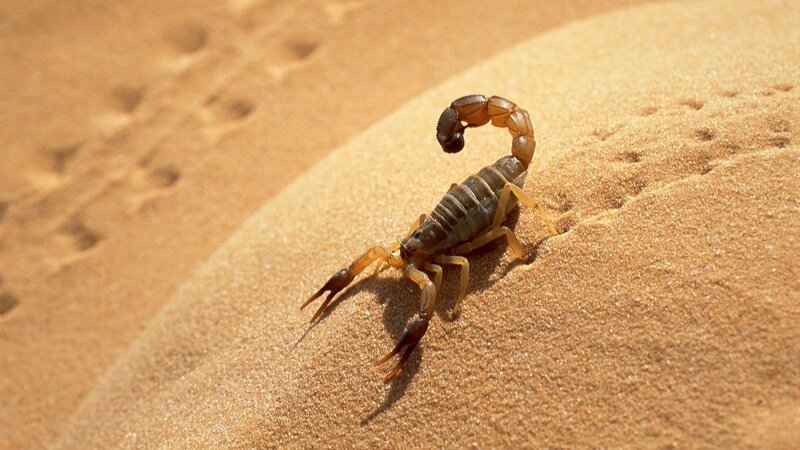 scorpion on sandy dune