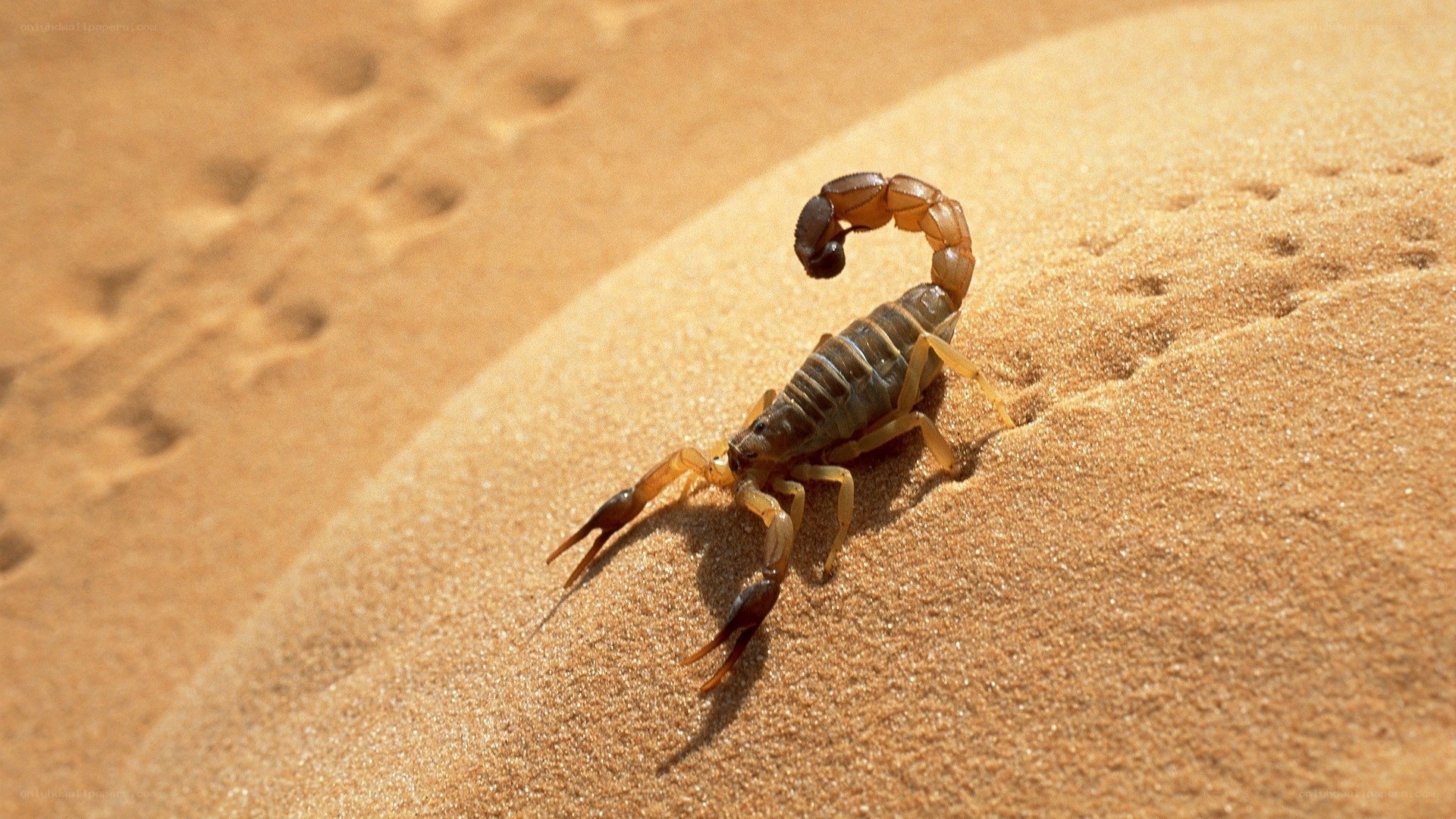 scorpion on sandy dune