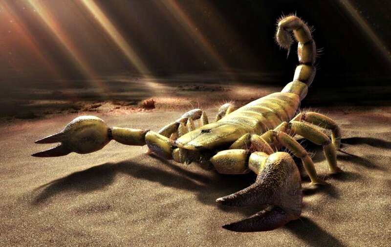 Scorpion on Sandy Ground — Brown