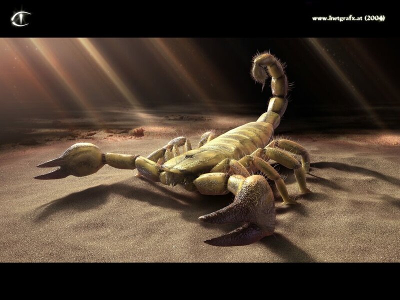Scorpion on Sandy Ground