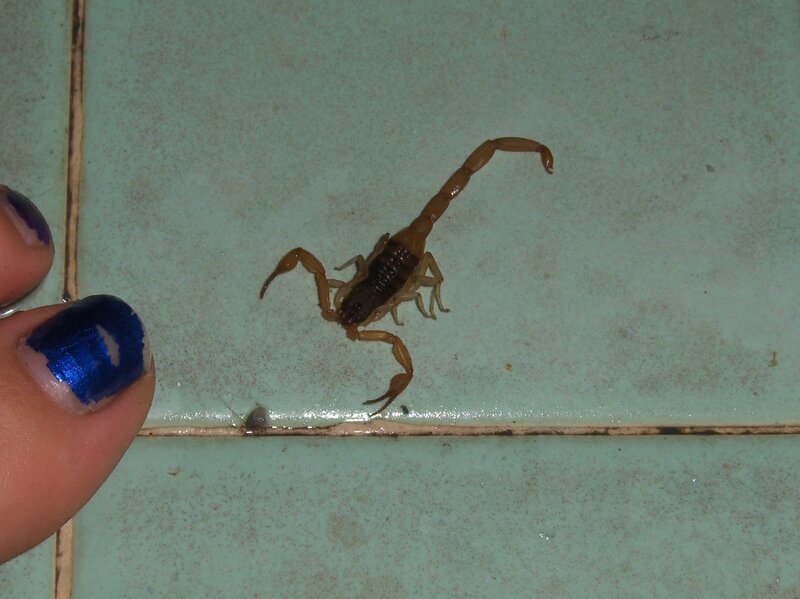 Scorpion on Tile Floor