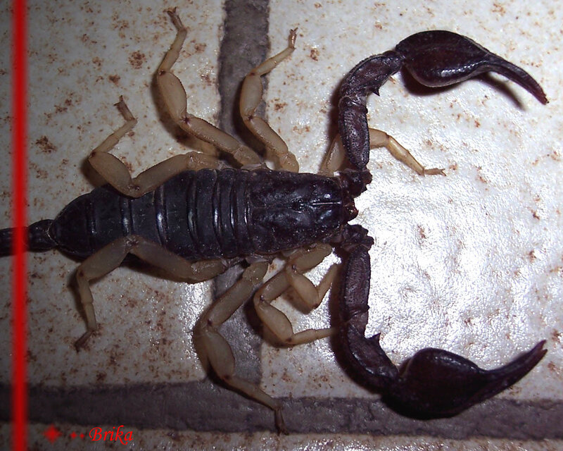 Scorpion on tiled surface