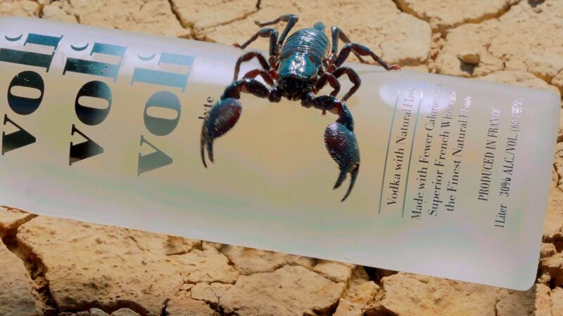 Scorpion on Vodka Bottle