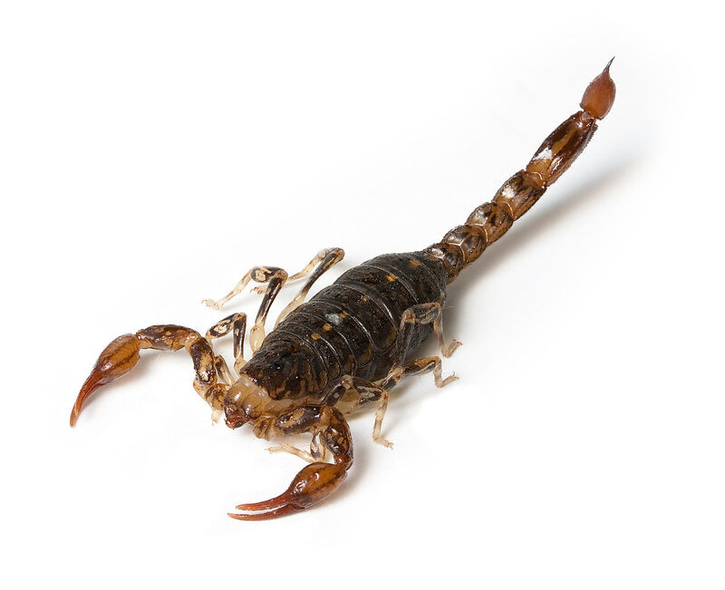 Scorpion on White Surface — Brown