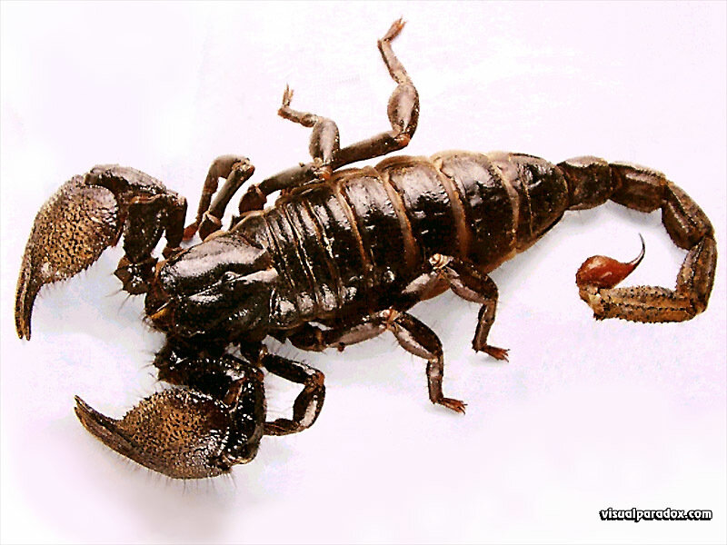 Scorpion on White Surface