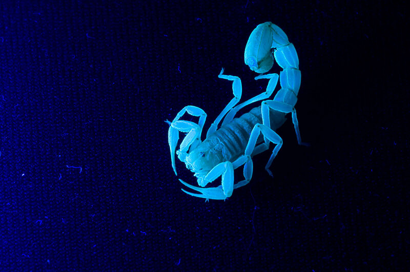 scorpion under black light