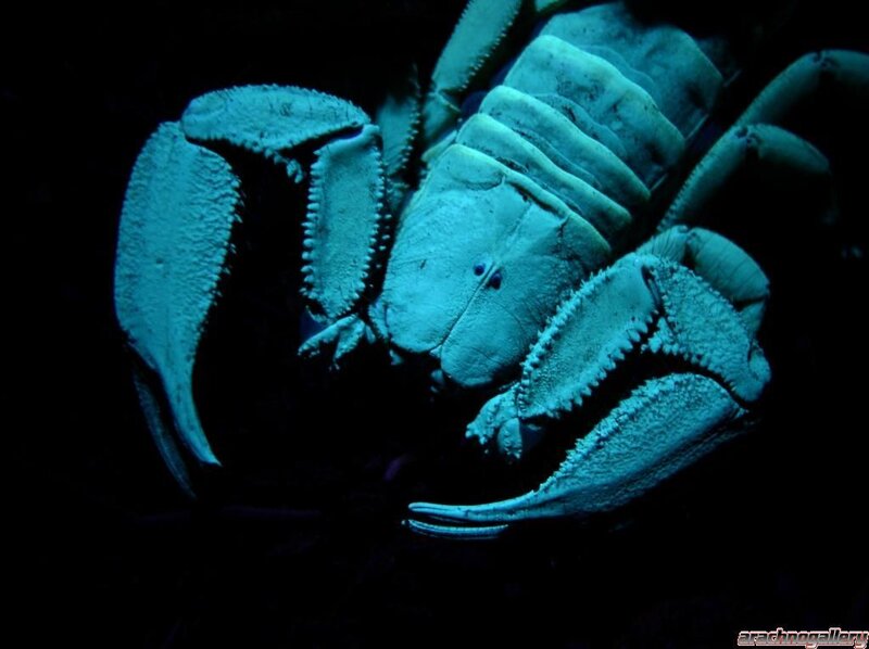 scorpion under black light