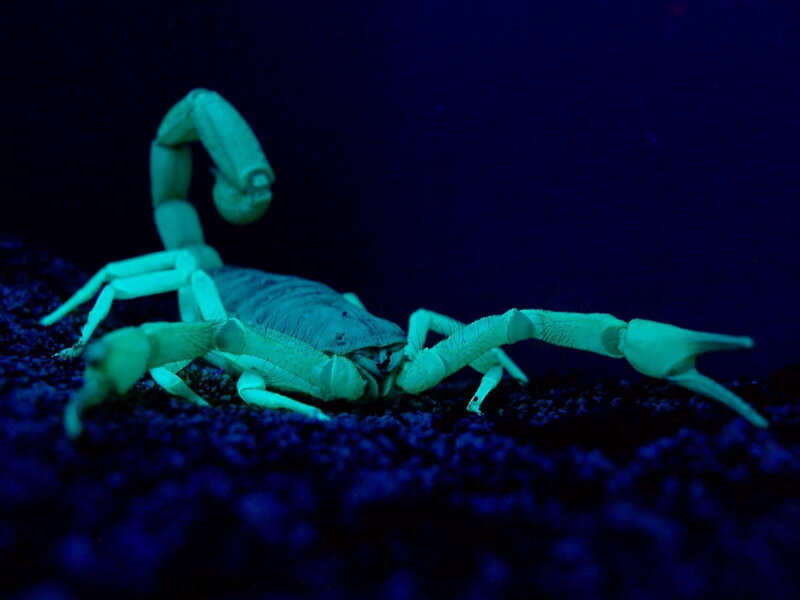 scorpion under black light