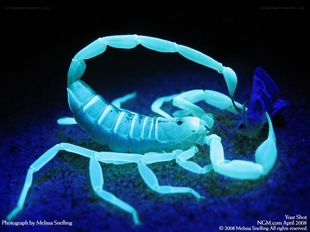 scorpion under uv light