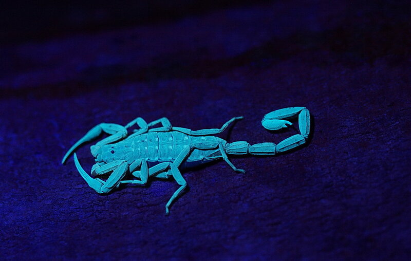 Scorpion under UV Light — Blue, Dramatic
