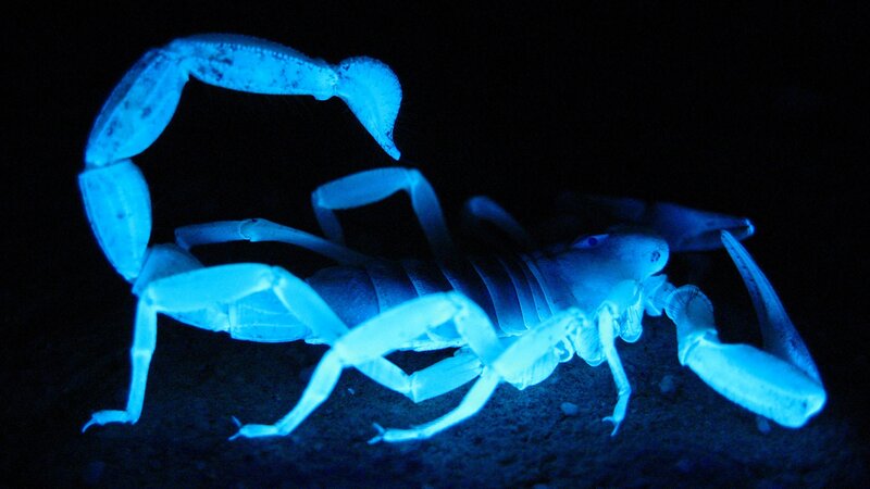 Scorpion under UV Light — Blue