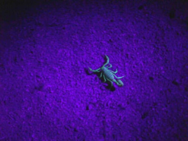 Scorpion under Uv Light — Purple, Dark