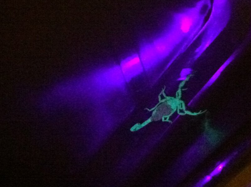 Scorpion under Uv Light — Purple