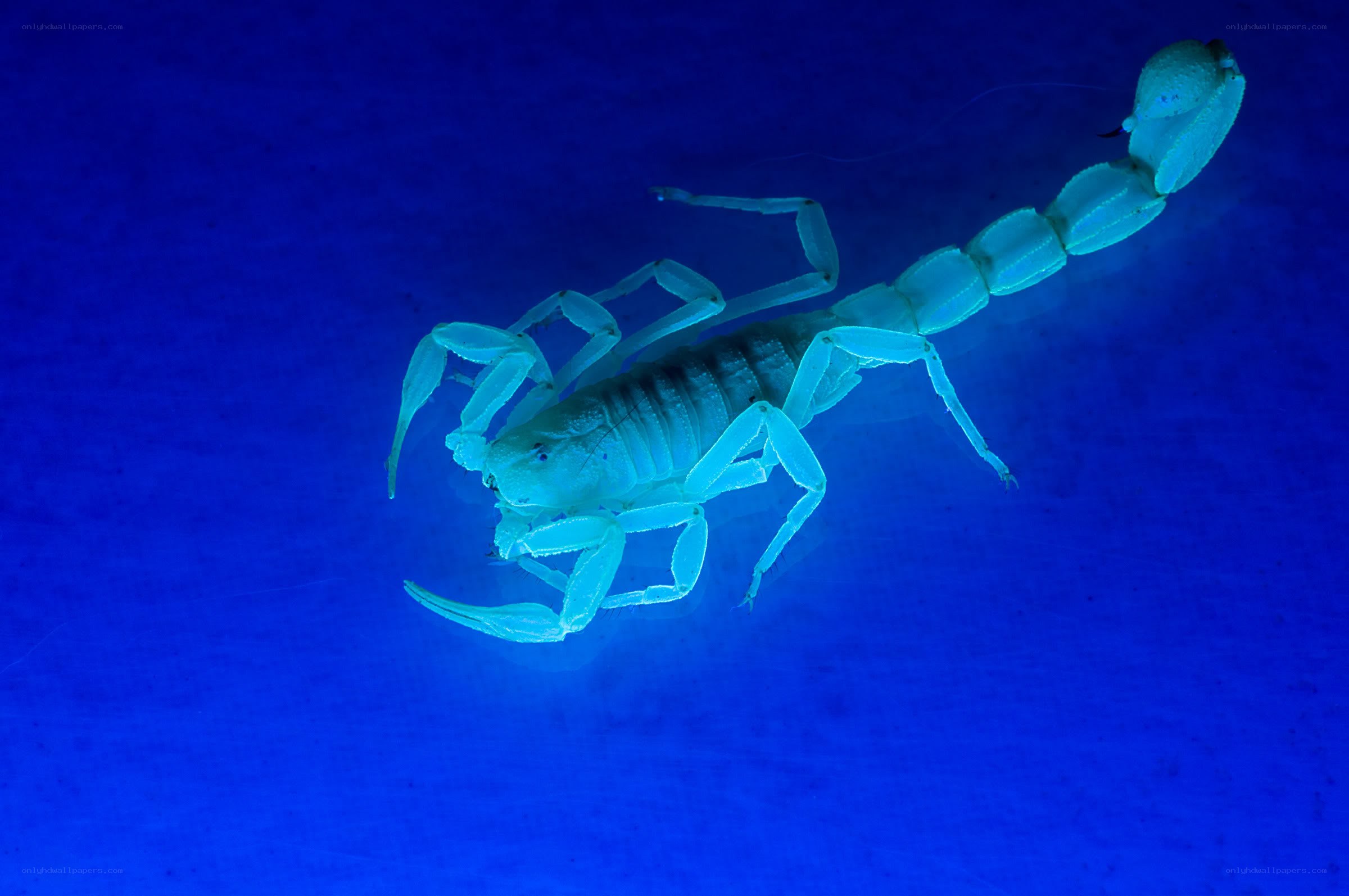 scorpion under uv light