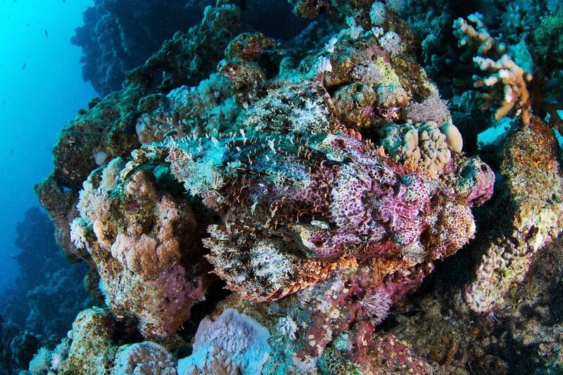 Scorpionfish on Coral Reef — Blue