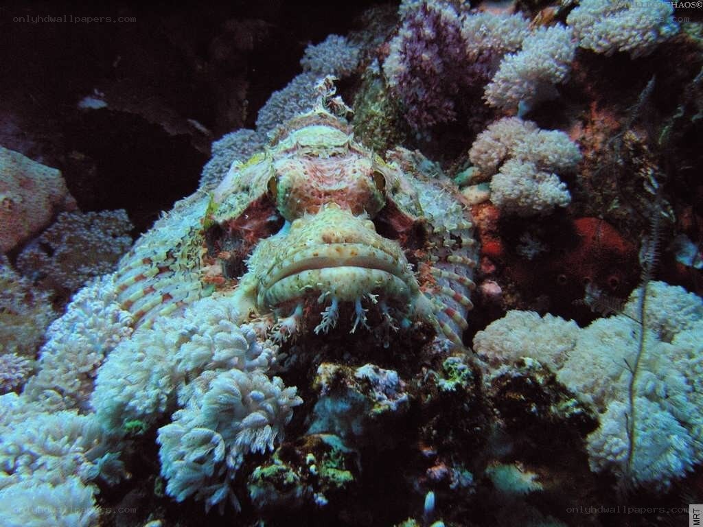 Scorpionfish on coral reef