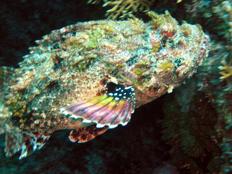 Scorpionfish on Coral