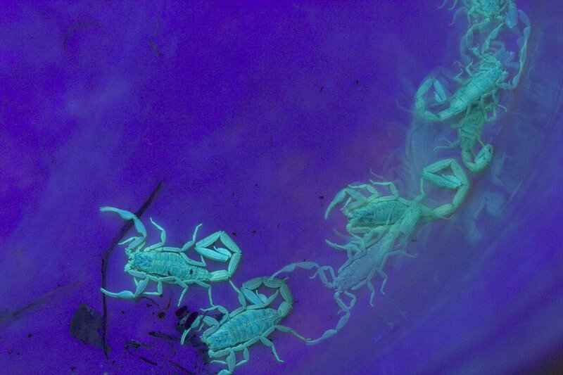 Scorpions under Uv Light