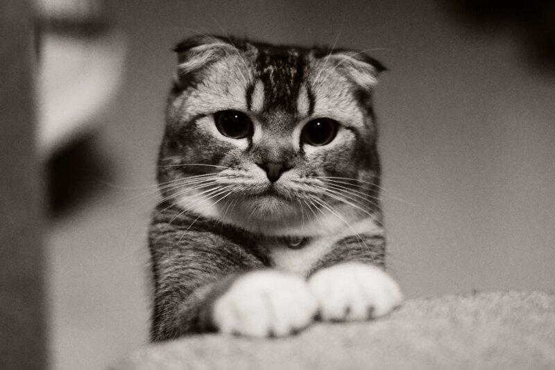Scottish Fold Cat — Black, Calm, Photograph