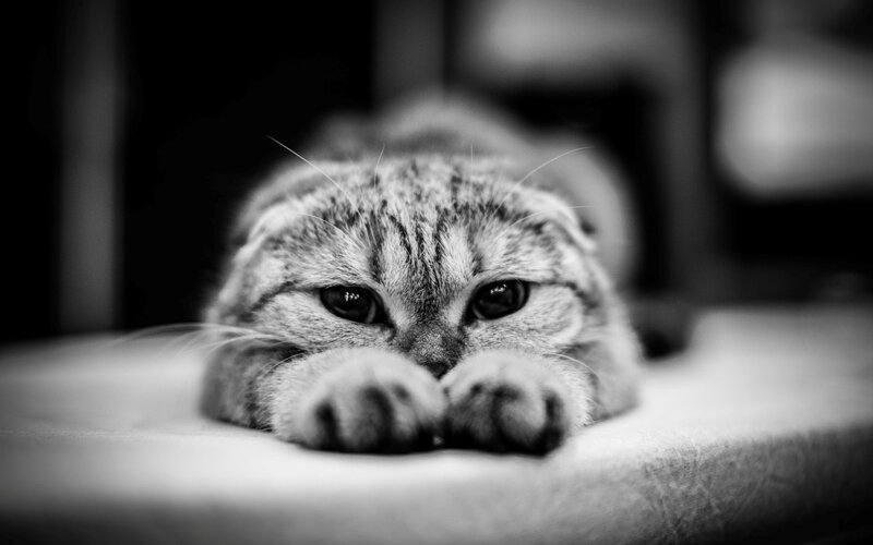 Scottish Fold Cat — Black, Calm
