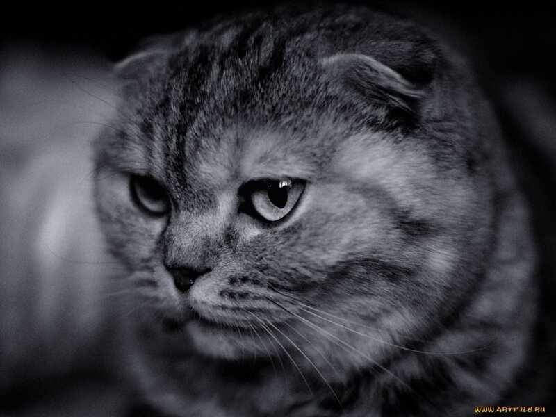 Scottish Fold Cat — Black, Serious
