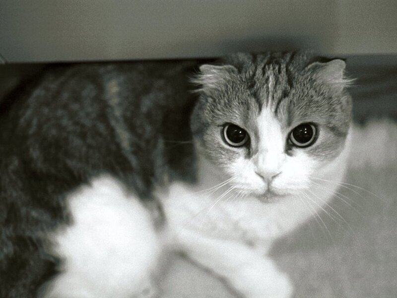 Scottish Fold Cat — Black
