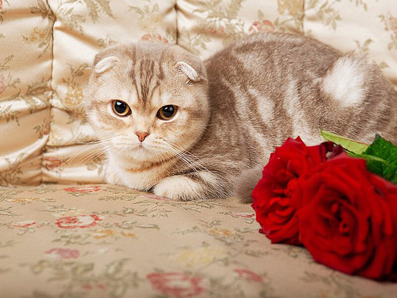 Scottish Fold Cat — Brown, Calm, Photograph, Red Rose