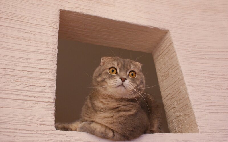 Scottish Fold Cat — Brown, Calm, Photograph