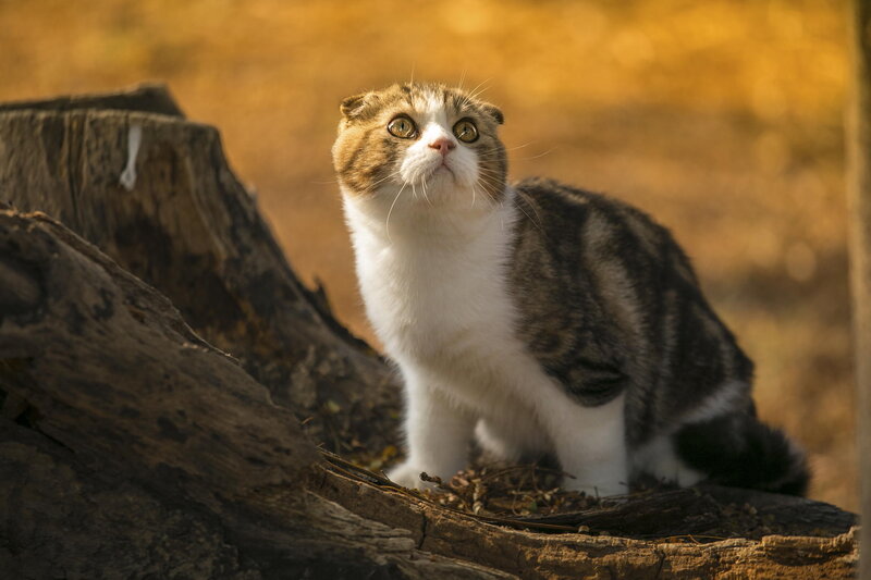 Scottish Fold Cat — Brown, Calm