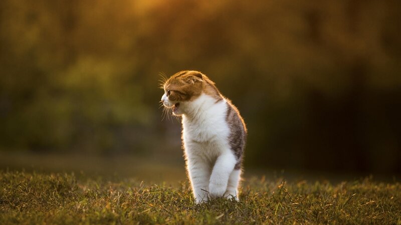 Scottish Fold Cat — Brown, Dramatic, Sunset
