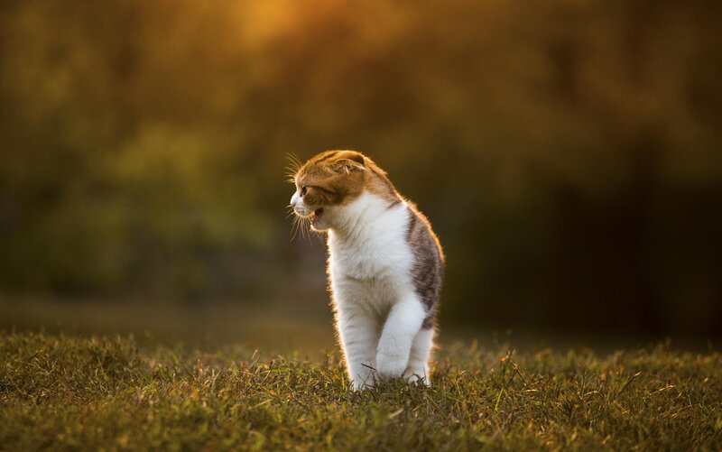 Scottish Fold Cat — Brown, Dramatic