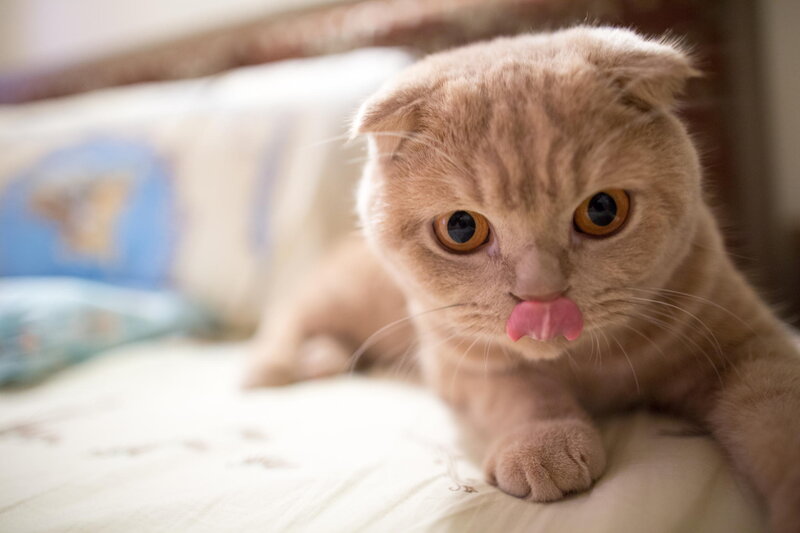 Scottish Fold Cat — Brown