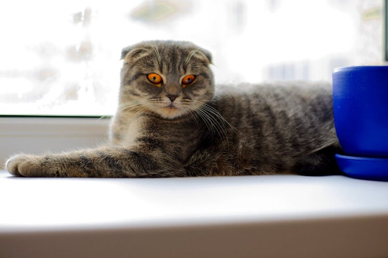 Scottish Fold Cat — Gray, Calm, Morning
