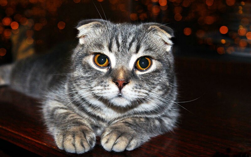 Scottish Fold Cat — Gray, Calm, Night