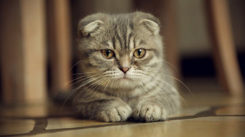 Scottish Fold Cat — Gray, Calm, Photograph