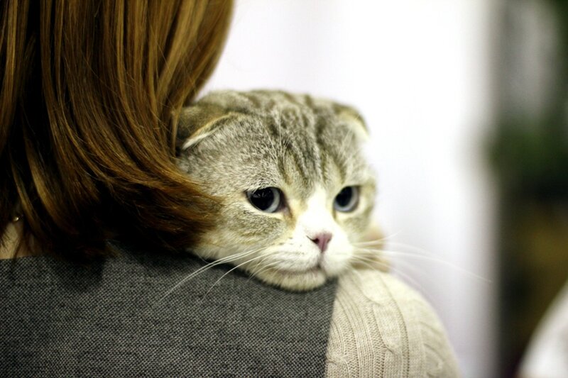 Scottish Fold Cat — Gray, Calm