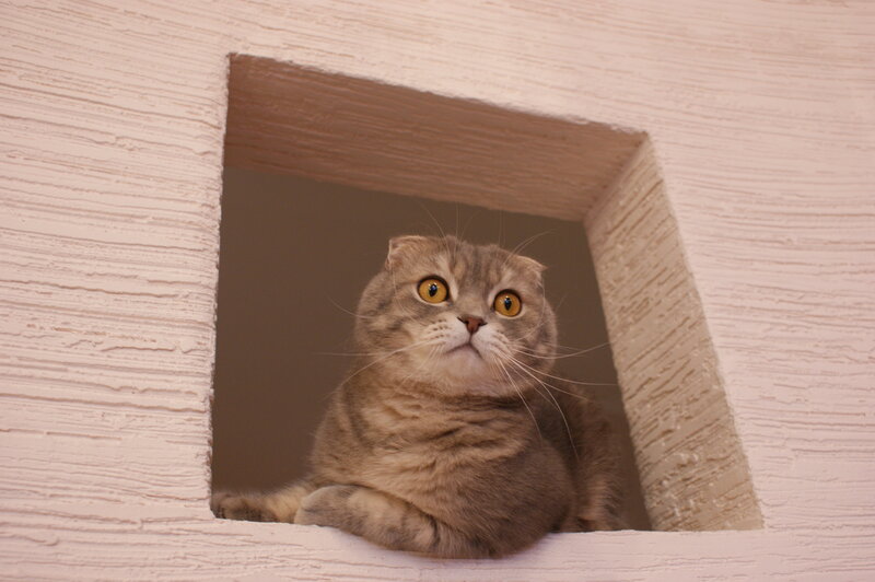 Scottish Fold Cat — Gray, Curious