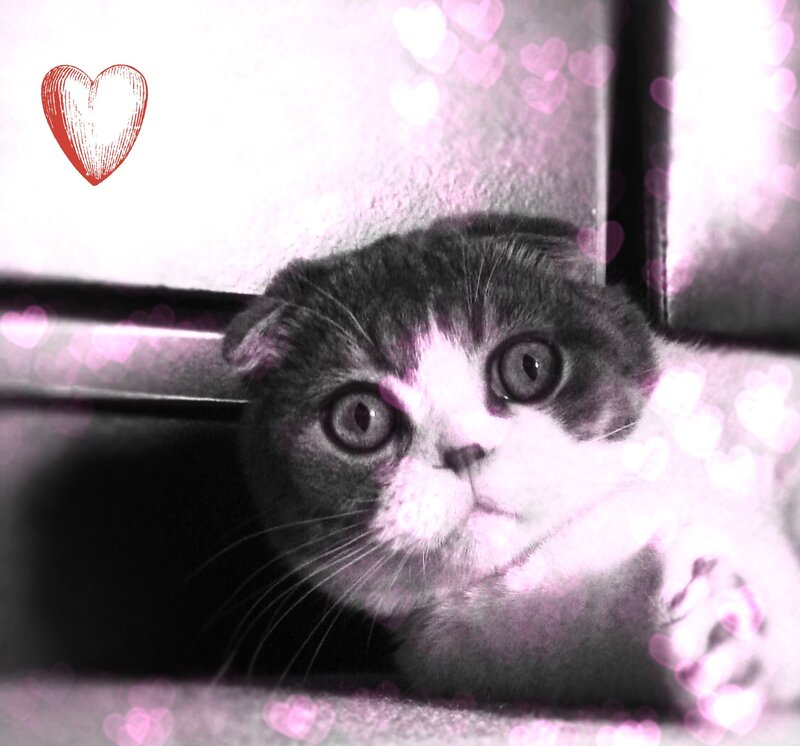 Scottish Fold Cat — Gray, Playful